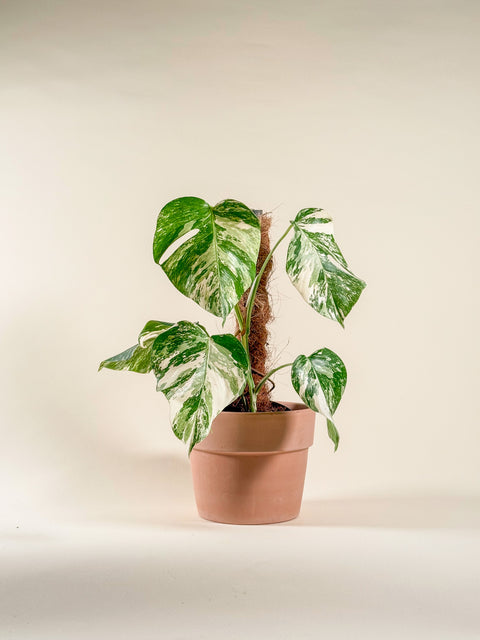 Monstera borsigiana 'Albo'
