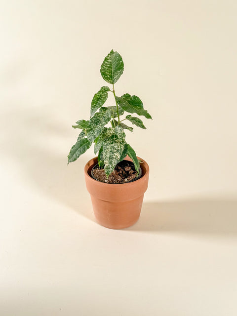 Ficus aspera G.Forst