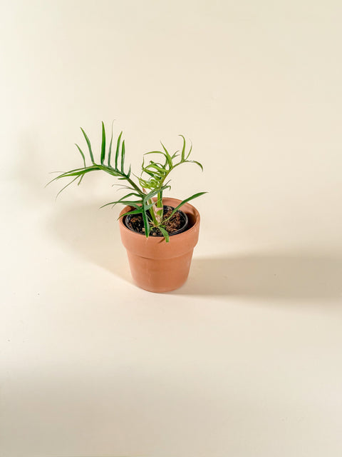 Philodendron tortum