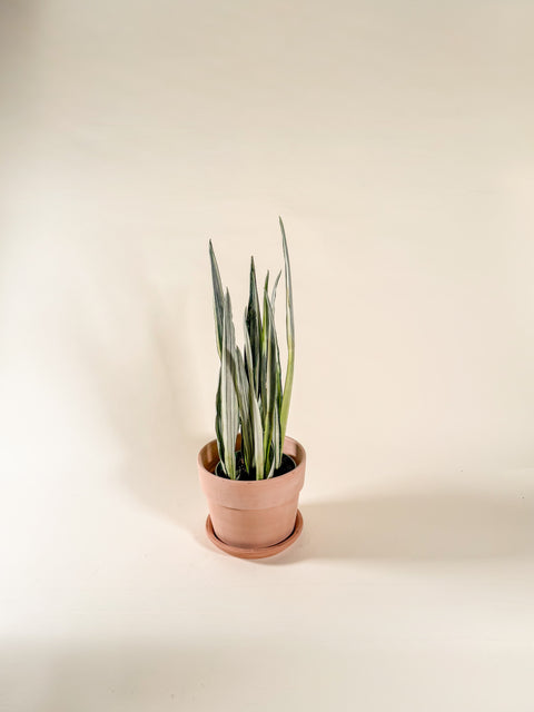Dracaena trifasciata 'Bantel's Sensation'