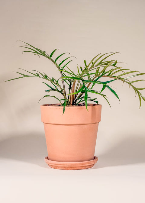 Philodendron tortum