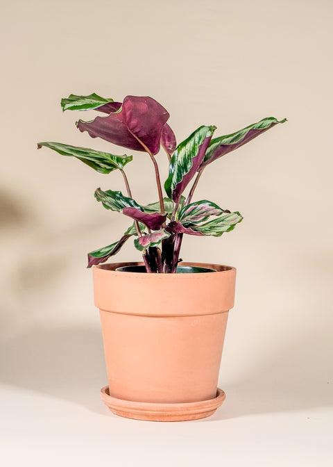 Calathea 'Medaillon'