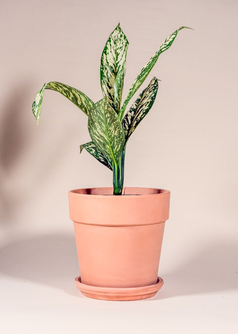 Dieffenbachia 'White Etna'