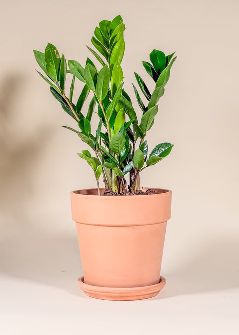 Zamioculcas zamiifolia