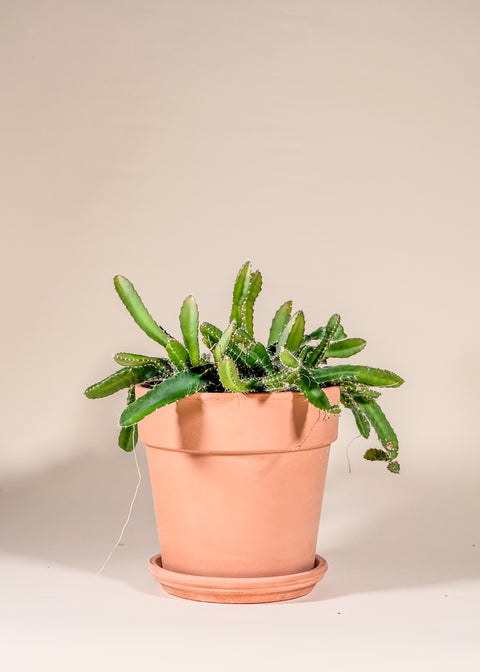 Hylocereus undatus (Fruit du dragon)