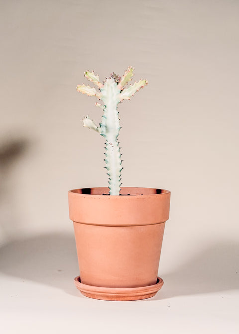 Euphorbia lactea 'White Ghost'
