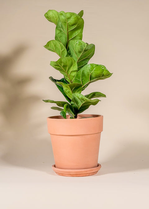 Ficus lyrata 'Bambino'