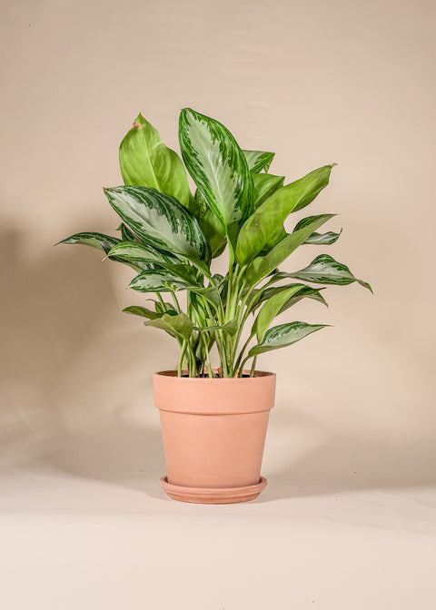 Aglaonema 'Silver Bay'
