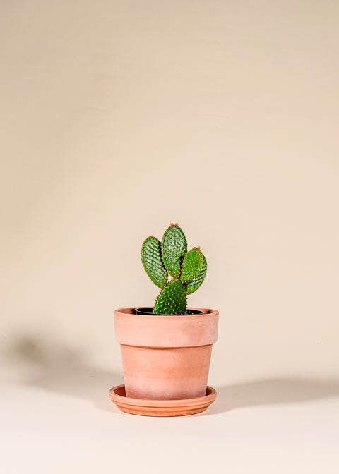 Opuntia microdasys