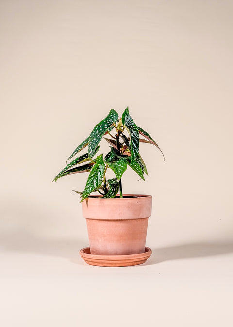 Begonia maculata