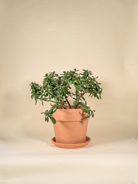 Crassula ovata
