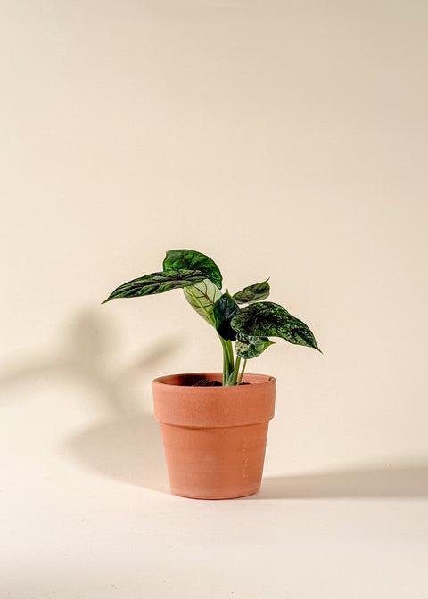 Alocasia baginda 'Dragon Scale Mint Variegata'