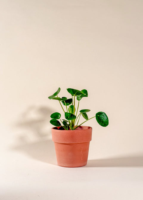 Pilea peperomioides