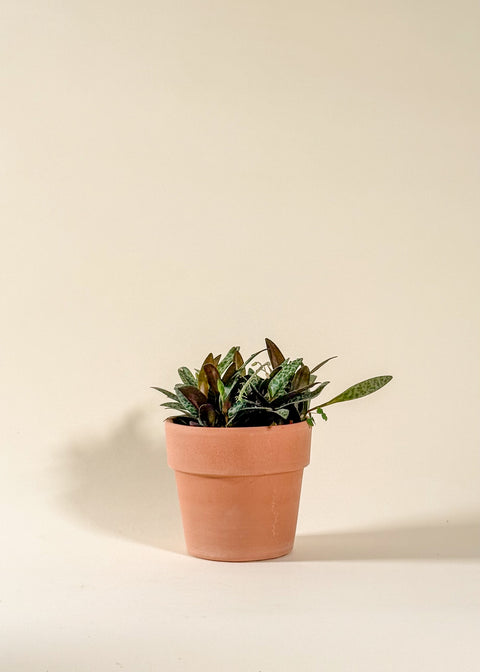 Ledebouria socialis