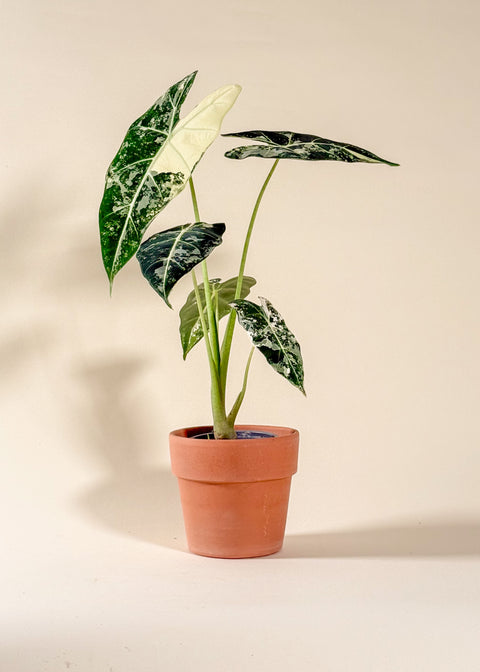 Alocasia frydek 'Variegata'