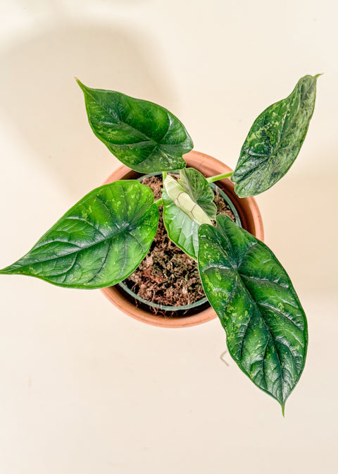 Alocasia baginda 'Dragon Scale Mint Variegata'