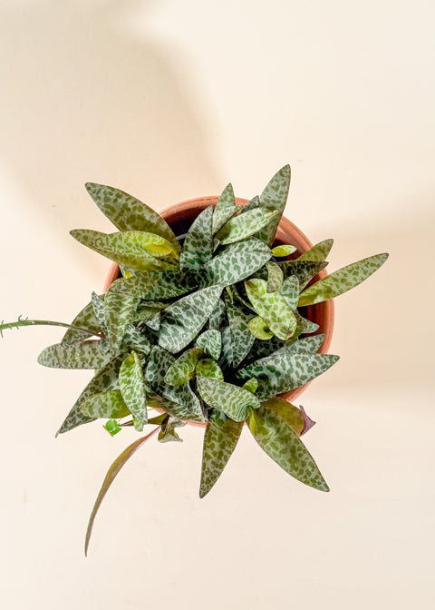 Ledebouria socialis