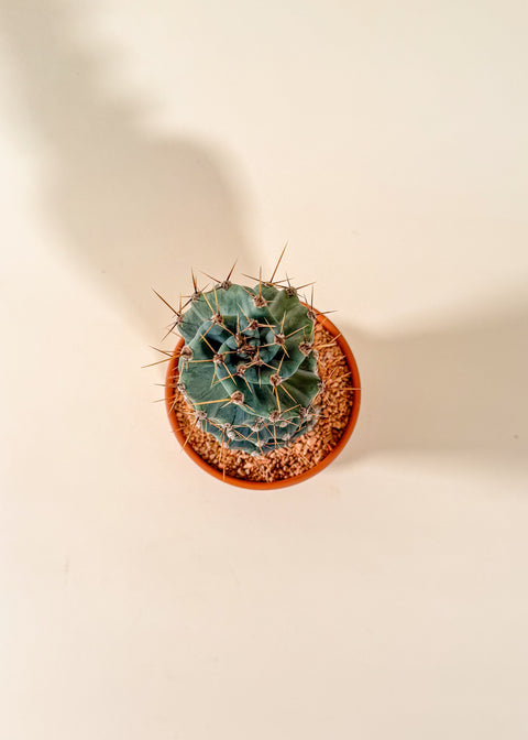 Cereus forbesii 'Spiralis'
