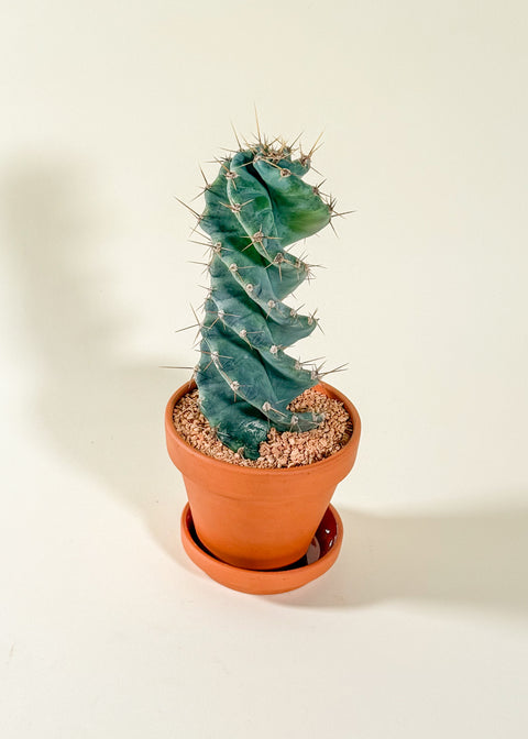 Cereus forbesii 'Spiralis'