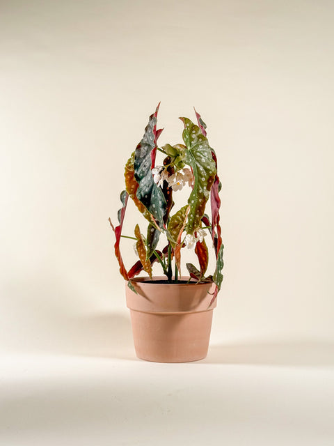 Begonia maculata