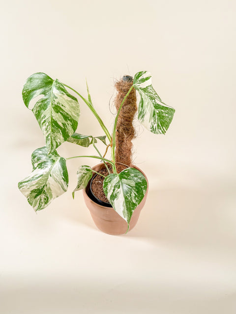 Monstera borsigiana 'Albo'