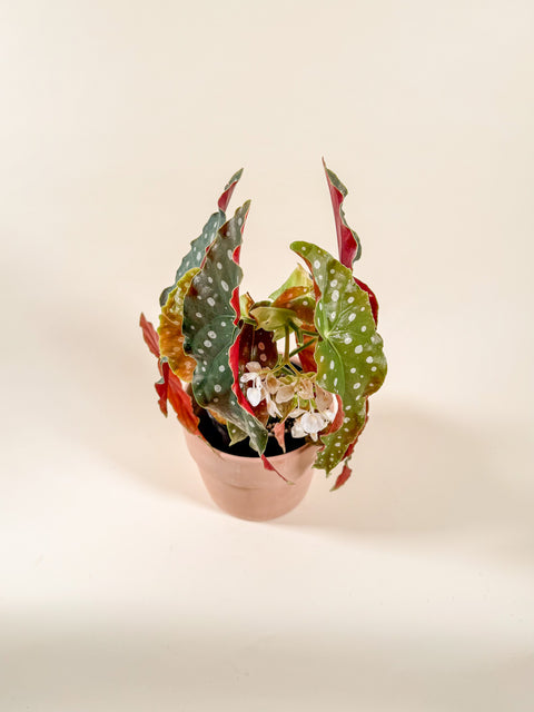 Begonia maculata