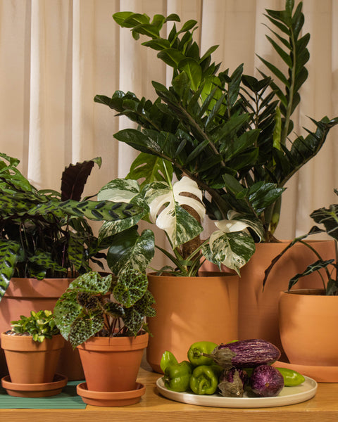 V2 Toutes nos plantes