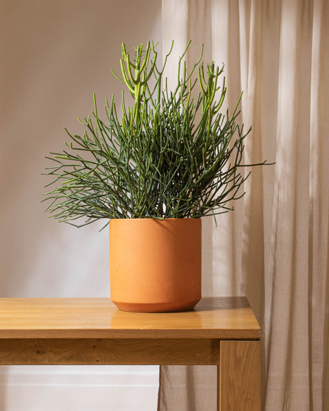 V2 Grandes plantes • 11" à 16"
