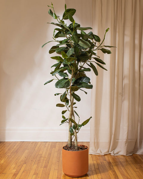 V2 Très grandes plantes • 17" et plus