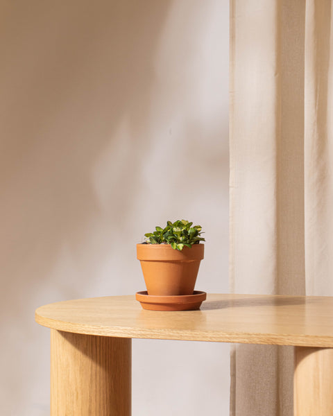 V2 Petites plantes • 3" à 6"