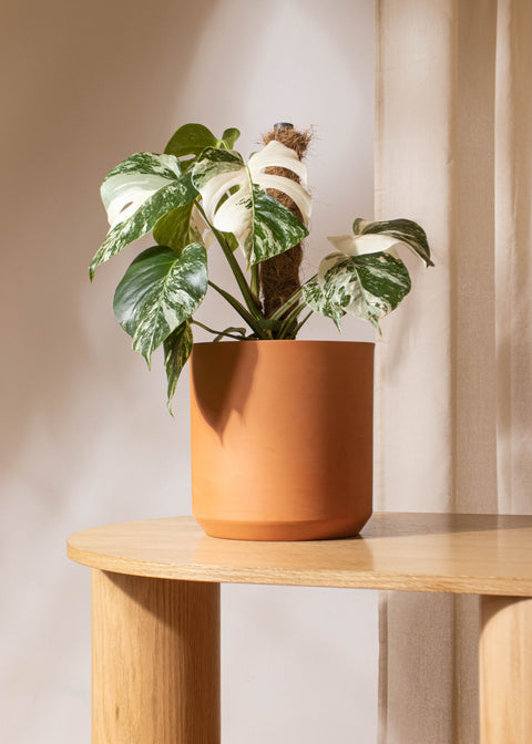 Plantes rares