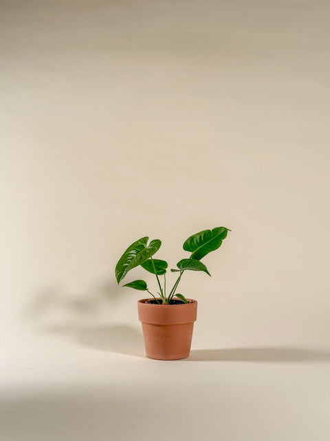 Anthurium veitchii