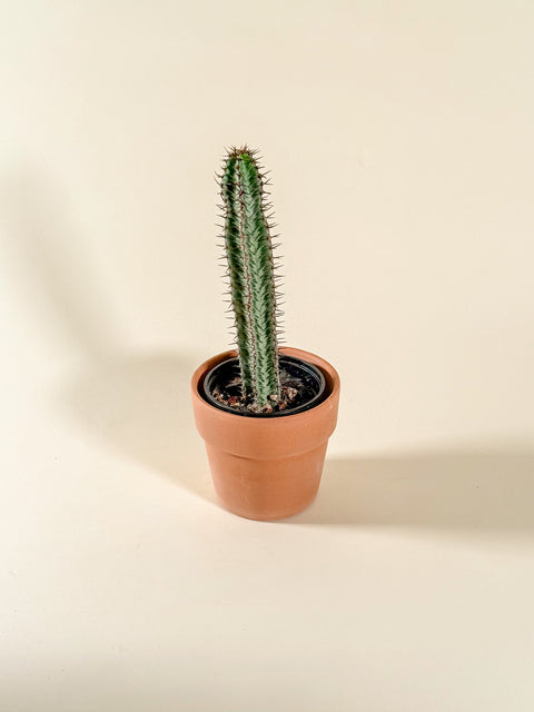 Euphorbia confinalis 'Rhodesia'
