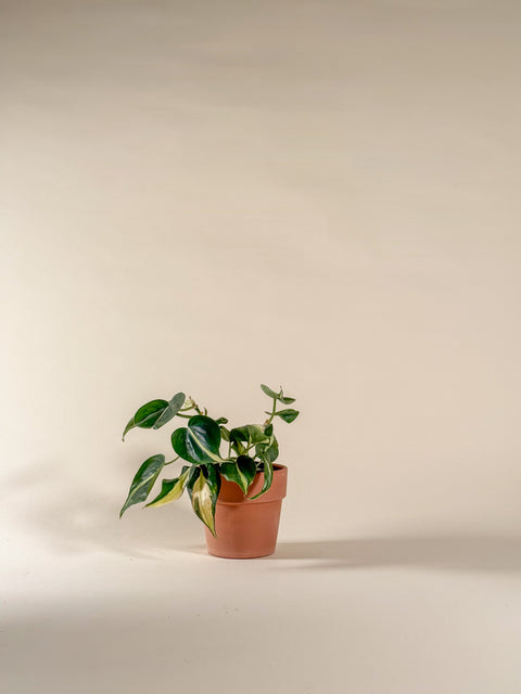 Philodendron hederaceum 'Silver Stripe'