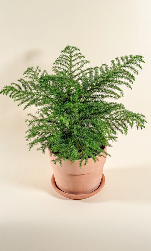 Araucaria heterophylla