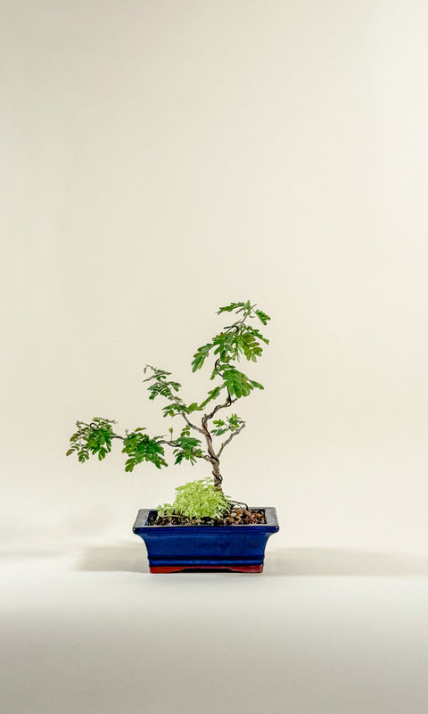 Pithecellobium Flexicaule