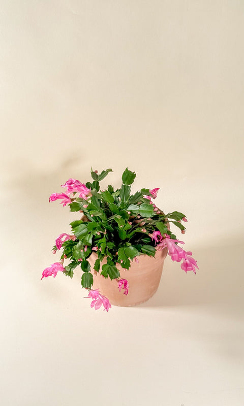 Schlumbergera