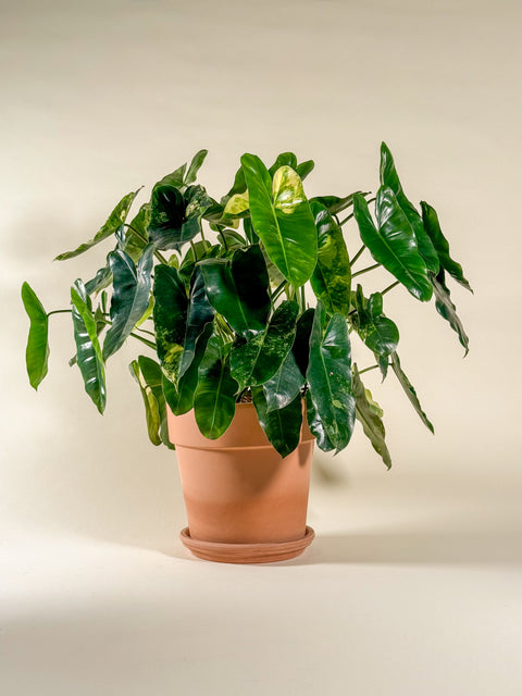 Philodendron 'Burle Marx Variegata'