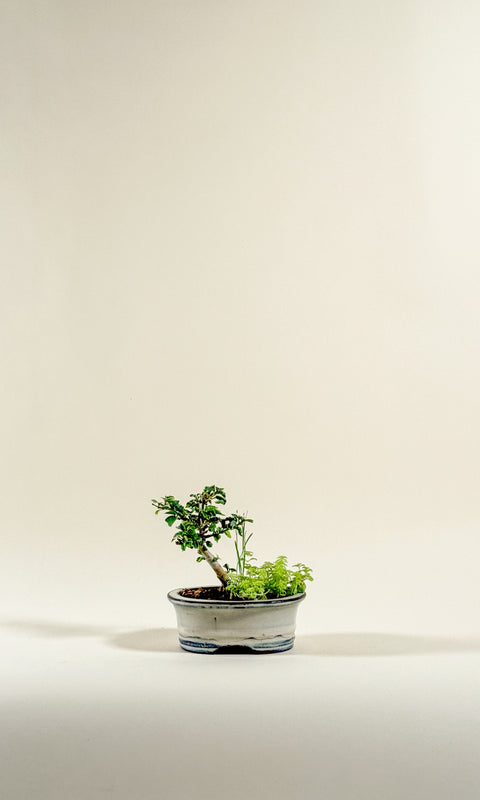 Gmelina philippensis 'variegata'