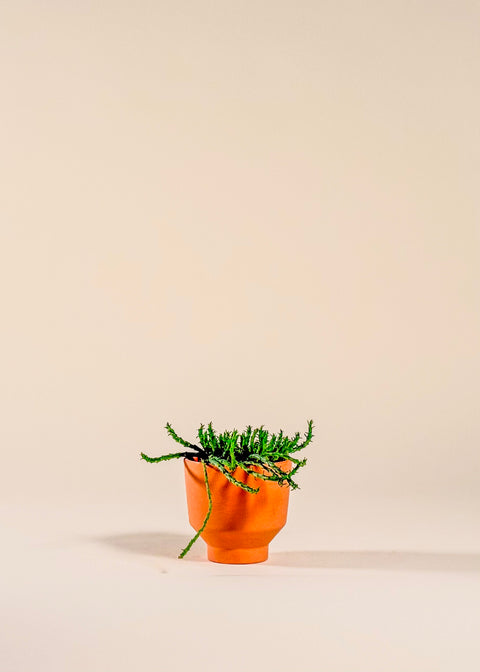 Pot  terracotta Crescendo