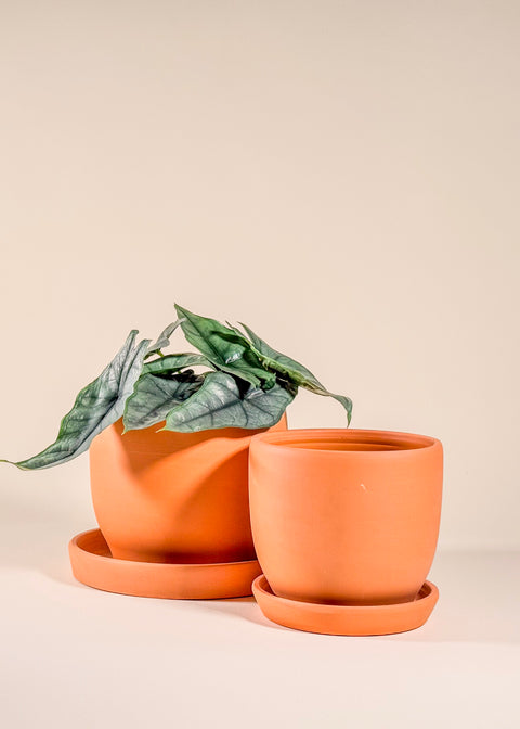 Pot terra cotta Baden