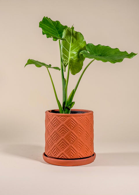 Pot terra cotta Mittani
