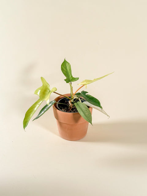 Philodendron 'Florida Ghost'