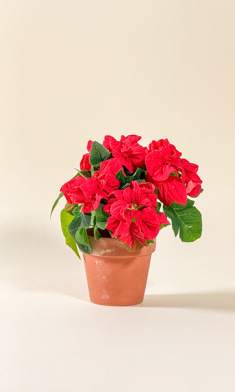 Euphorbia pulcherrima (Poinsettia)