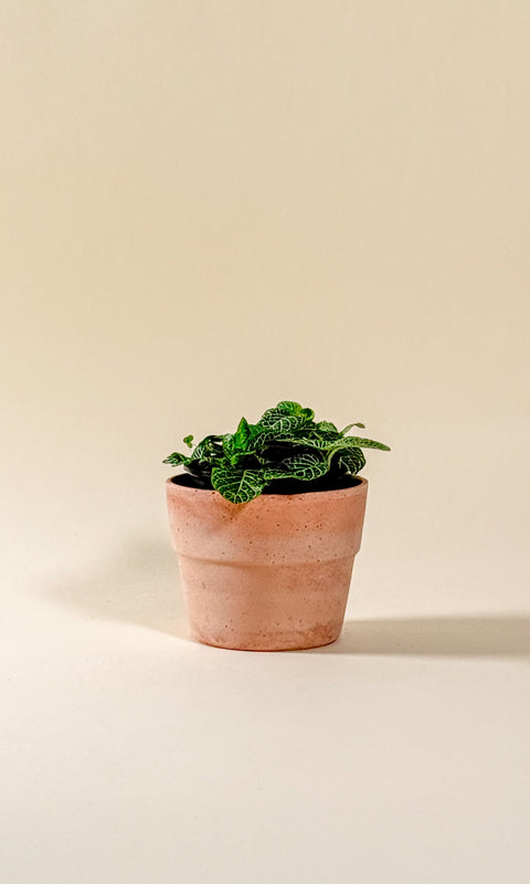 Fittonia аgryroneura 'green'