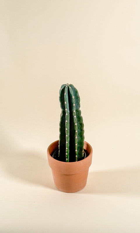 Echinocactus grusonii