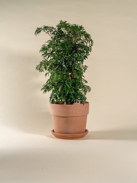 Polyscias fruticosa (Aralia Ming)