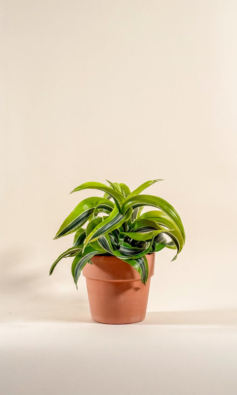 Dracaena fragrans 'Lemon Surprise'