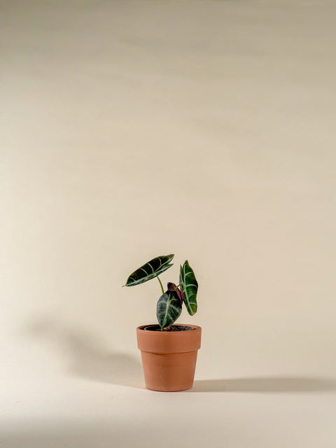 Alocasia watsoniana
