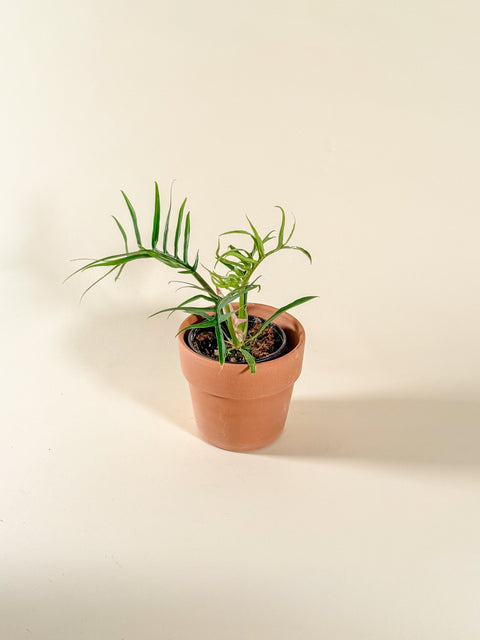 Philodendron tortum